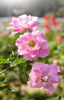 weiße Rosenblüte im Garten foto