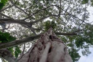 Big Benjamin Tree Äste Lianenwurzeln foto