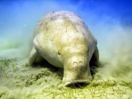 isolierte Dugongo-Seekuh beim Graben von Sand nach Nahrung foto