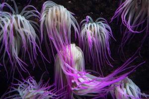 Mittelmeer-Seeanemone rosa fluoreszierend foto