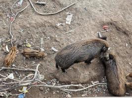 schweinepest wildschweine in genua stadt bisagno fluss städtische wildtiere auf der suche nach nahrung im müll und ruhen foto