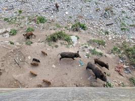 schweinepest wildschweine in genua stadt bisagno fluss städtische wildtiere auf der suche nach nahrung im müll und ruhen foto