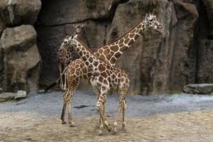 Tansania-Giraffe Nahaufnahme Porträt foto