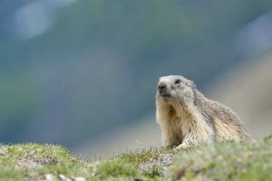 Murmeltier in der Natur foto