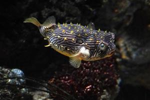 gestreifter burrfish unterwasseratlantikfisch chilomychterus shoepfii foto