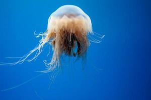 Atlantische Bucht Brennnessel Quallen unter Wasser foto