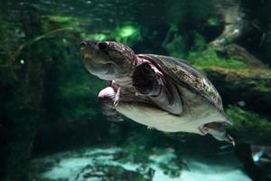 großköpfige Amazonas-Flussschildkröte unter Wasser foto