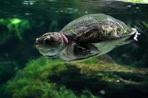 großköpfige Amazonas-Flussschildkröte unter Wasser foto