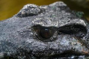 Krokodil Alligator Cayman Auge aus nächster Nähe foto
