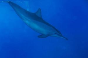 Delfine in Ihrer Nähe, während Sie im tiefblauen Meer tauchen foto