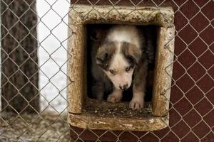 Welpe zwei Monate alter Husky-Hund foto