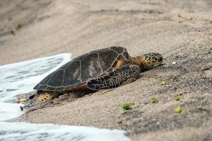 Suppenschildkröte auf Big Island am Ufer in Hawaii foto
