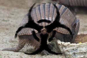 pangolin gürteltier china coronavirus infektion bio gefahr foto