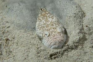 Stargazer-Priesterfischjagd im Sand auf den Philippinen foto