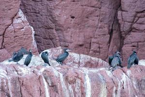 Kormoran auf den Felsen, der auf Fische wartet foto