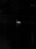 Anmutiger weißer Schwan im See, Schwäne in freier Wildbahn. Porträt isoliert auf schwarzem Hintergrund foto