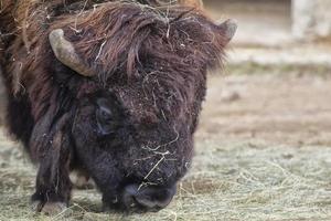 Europäischer Bison aus nächster Nähe foto