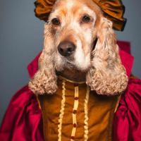 detailliertes Porträt des braunen Cockerspaniels als Mensch in mittelalterlicher weiblicher Kleidung foto