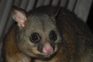 Bürstenschwanz-Opossum-Waschbär auf Känguru-Insel foto