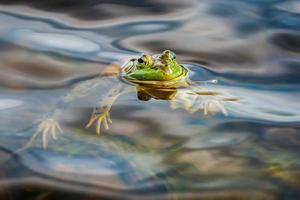 Froschporträt, während er dich ansieht foto