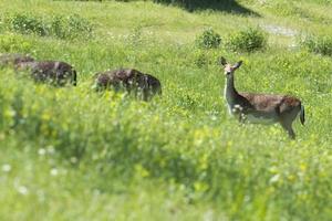 isolierte rehe, während sie dich auf dem gras betrachten foto