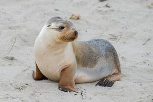 Neugeborener australischer Seelöwe auf Sandstrandhintergrund foto