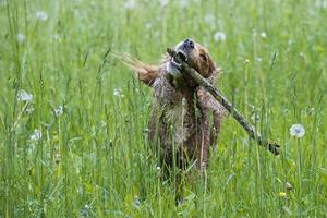 isolierter englischer Cockerspaniel auf dem Grashintergrund foto