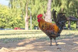 Ruster Chicken am Strand von Hawaii foto