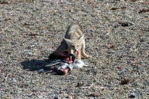 grauer Fuchs, der einen Pinguin am Strand isst foto