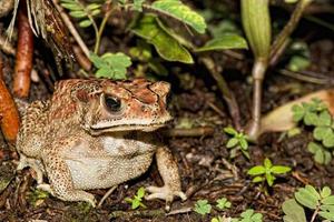 Indonesien Frosch hautnah foto