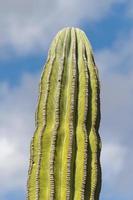 Wüstenkaktus in Baja California foto