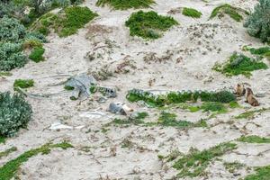 Neugeborener australischer Seelöwe auf Sandstrandhintergrund foto