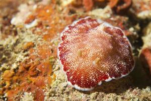 eine bunte nacktschnecke auf steinkorallenmakro in cebu philippinen foto