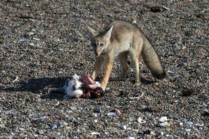 grauer Fuchs, der einen Pinguin am Strand isst foto