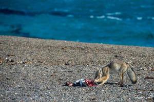 grauer Fuchs, der einen Pinguin am Strand isst foto