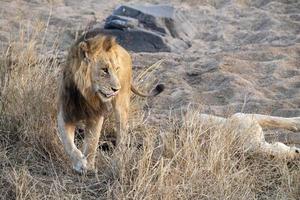 Löwen paaren sich im Krüger Park in Südafrika foto
