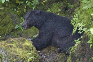 isolierter schwarzer bär beim essen eines lachses in alaska foto