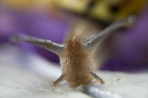 isolierte Schnecke Nahaufnahme Porträt auf violettem Hintergrund foto