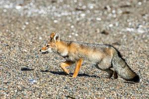 Graufuchs am Strand foto