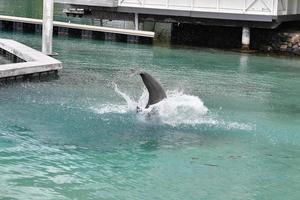 Gewöhnlicher Delfin springt vor Polynesien-Bungalow foto