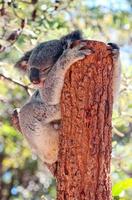 ein Koala, der sich auf einem Baum entspannt foto