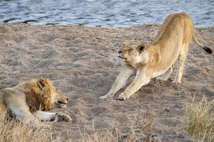 Löwen paaren sich im Krüger Park in Südafrika foto