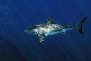 Weißer Hai bereit zum Angriff aus tiefem Blau foto
