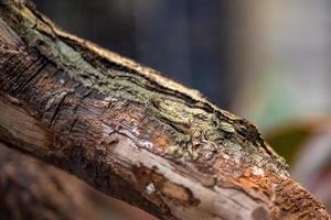 uroplatus sikorae endemischer Gecko aus Madagaskar foto