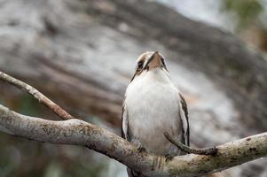 kookaburra australien lachendes vogelporträt foto