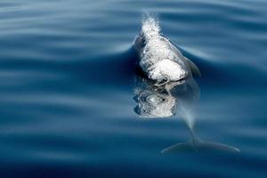 Gewöhnlicher Delphin, der außerhalb des Ozeans springt foto