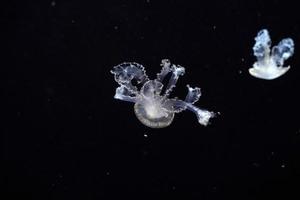 weiß gefleckte Quallen unter Wasser foto