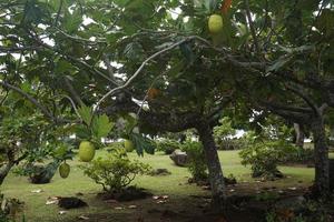 Brotbaumfrucht in Polynesien foto