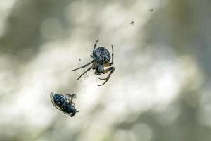 Spinne, die eine Fliege fängt foto