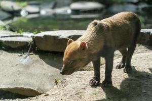 speothos venaticus buschhund porträt foto